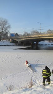 Odebírání uhynulé labutě - u FN u mostu - Hradec Králové