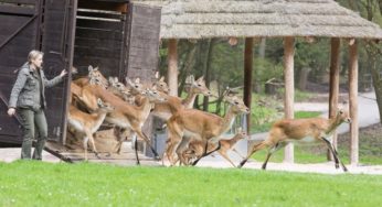 ZOO Dvůr Králové otvírá Africké safari – pátek 19. dubna 2019