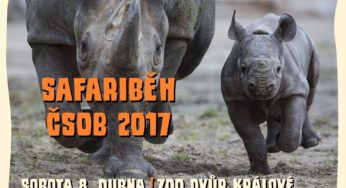 Safariběh – sobota 8.4.2017 – ZOO Dvůr Králové nad Labem