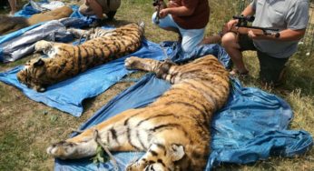 Útěk lva a dvou tygrů z Bioparku u obce Štít – v daném případě nebyl spáchán žádný trestný čin