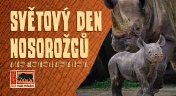 Světový den nosorožců – sobota 21. září 2019 – Zoo Dvůr Králové nad Labem