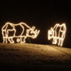 vanocni-zoo-dknl-4