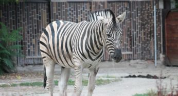 Safari Park Dvůr Králové od kraje obdrží 13 milionů korun na pokrytí ztrát