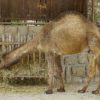 velbloud-zoo-dvur-kralove